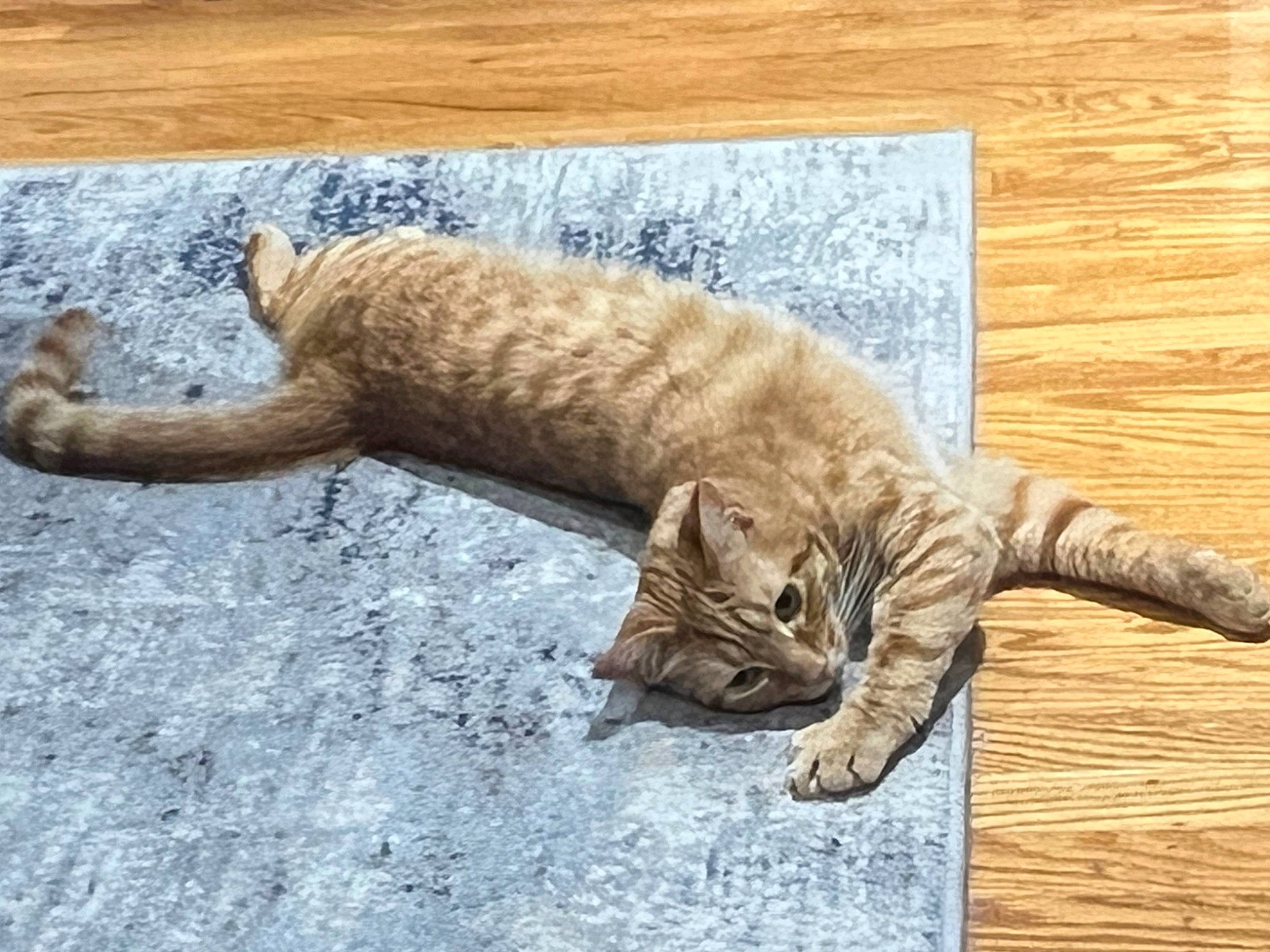Goffy joined the competition — help win amazing prizes! carnivore, cat, claw, domestic_short_haired_cat, fawn, felidae, flooring, fur, hardwood, paw, small_to_medium_sized_cats, snout, tail, terrestrial_animal, varnish, whiskers, wildlife, wood, wood_flooring, wood_stain
