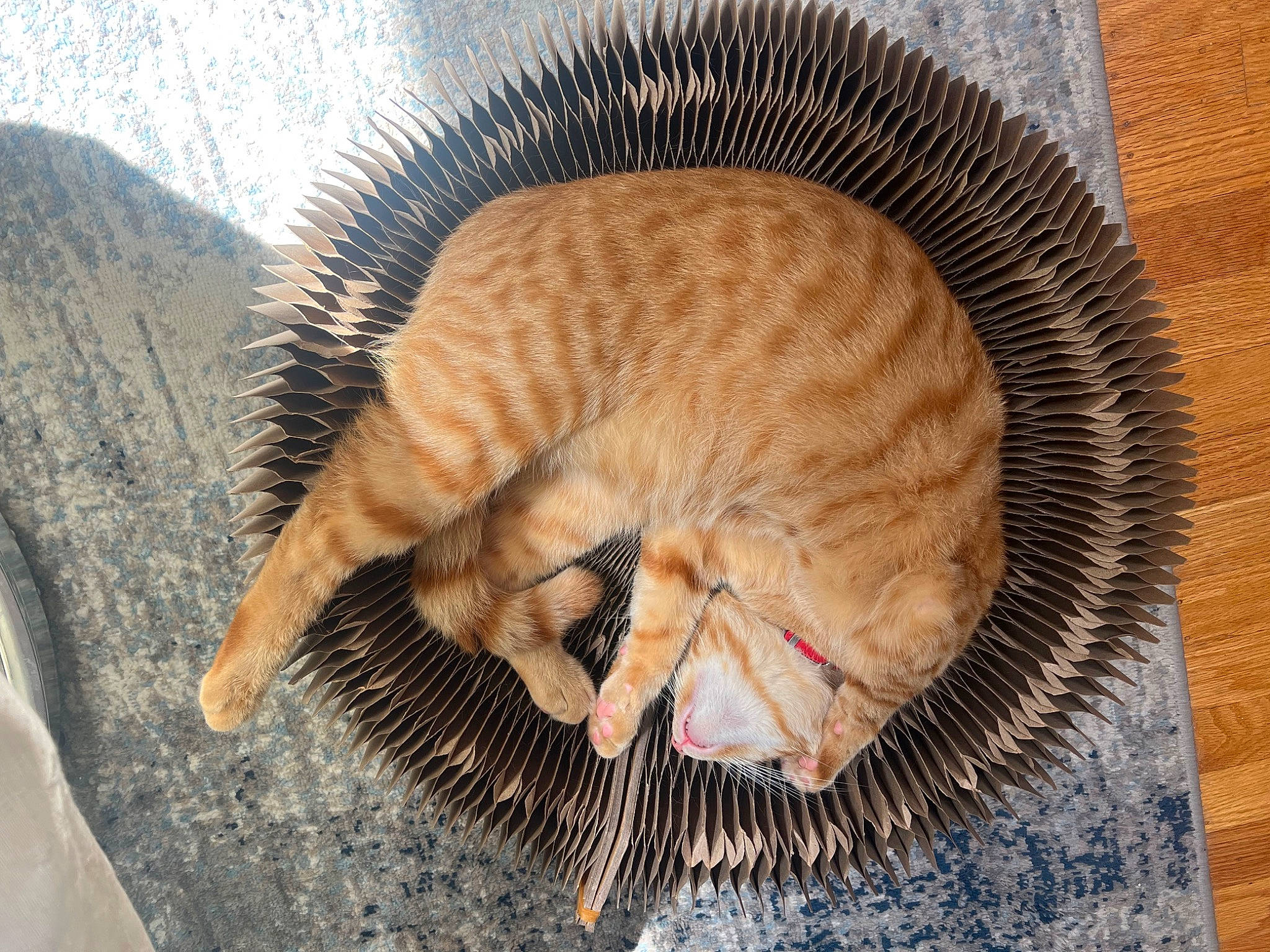 Goffy is registered to the contest to win money with this photo: basket, carnivore, cat, cat_supply, comfort, domestic_short_haired_cat, fawn, felidae, fur, grass, nap, sleep, small_to_medium_sized_cats, snout, tail, terrestrial_animal, whiskers, wicker, wood, wrinkle