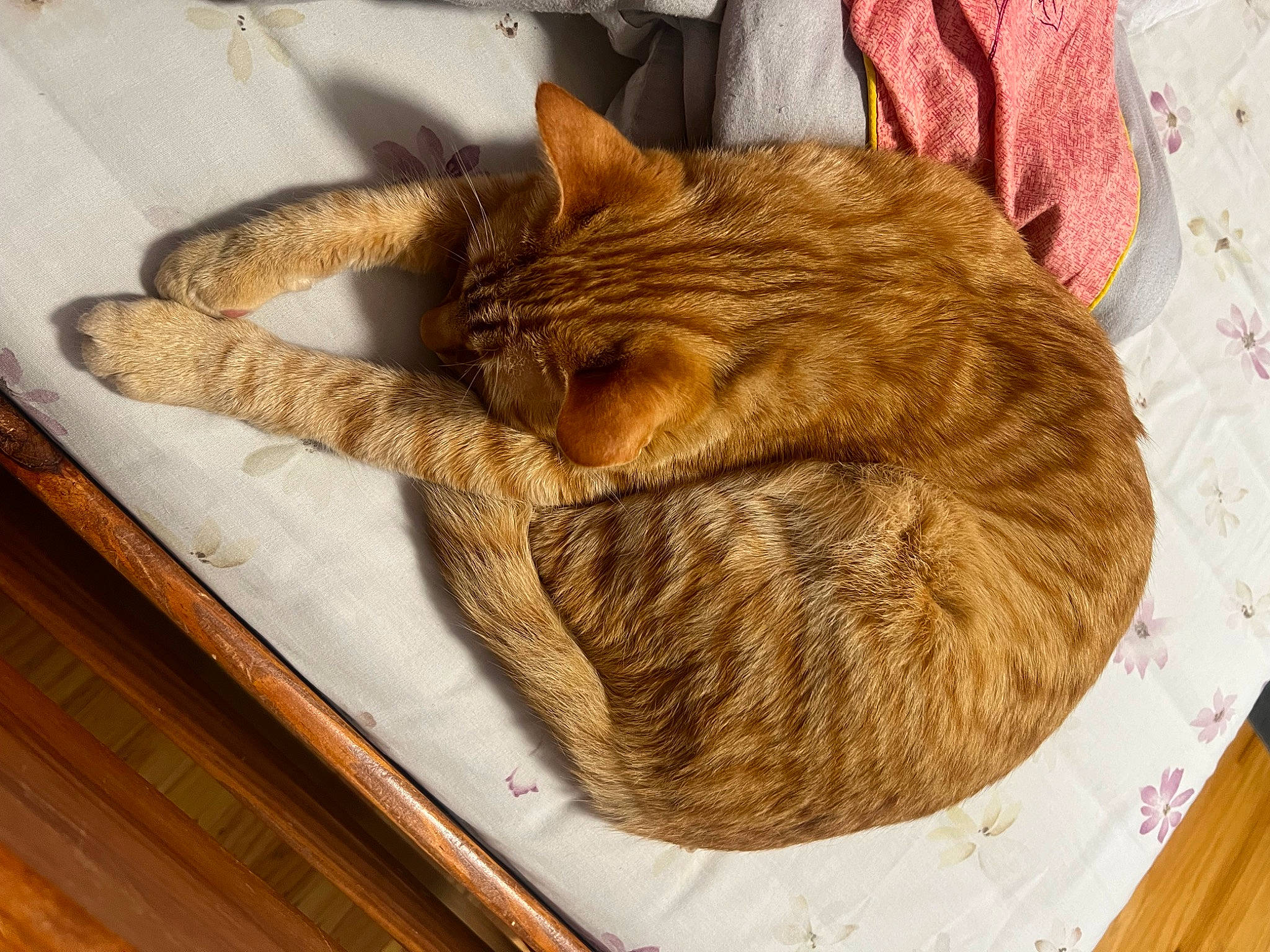 Goffy joined the competition — help win amazing prizes! carnivore, cat, cat_supply, claw, comfort, domestic_short_haired_cat, fawn, felidae, fur, linens, nap, pet_supply, sleep, small_to_medium_sized_cats, snout, tail, textile, tree, whiskers, wood