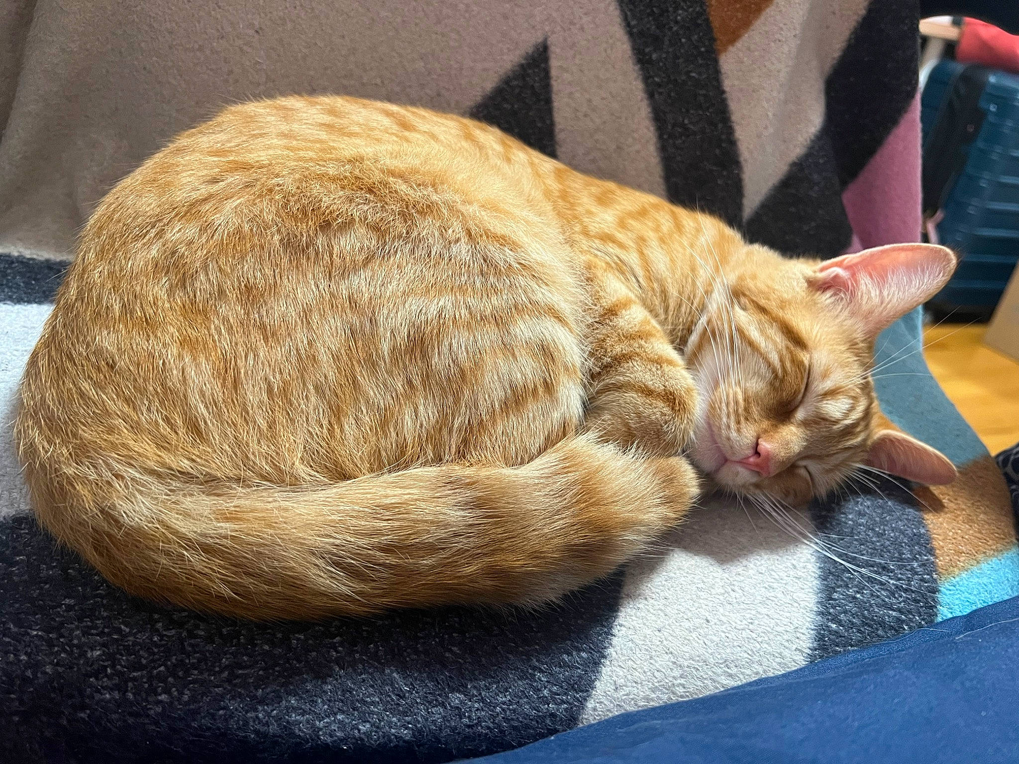 Goffy joined the competition — help win amazing prizes! carnivore, cat, cat_supply, claw, comfort, domestic_short_haired_cat, fawn, felidae, foot, fur, luggage_and_bags, nap, paw, sleep, small_to_medium_sized_cats, snout, tail, terrestrial_animal, whiskers, window