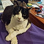 cat, black_and_white, pet, animal, feline, indoor, blanket, purple, paws, crossed_legs, fur, whiskers, face, eyes, ears, table, living_room, furniture, household, relaxing