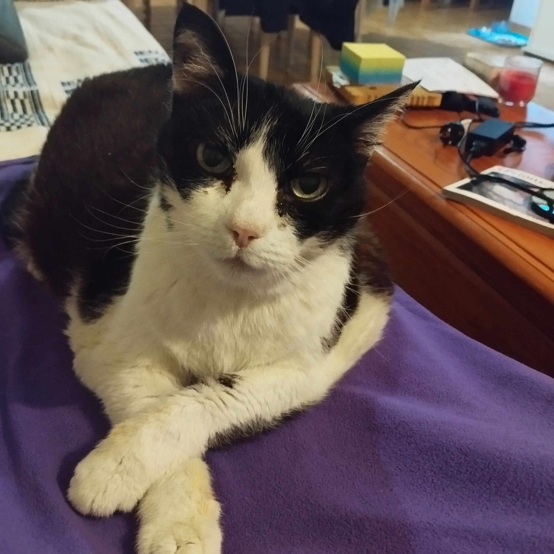 Choupette a rejoint le concours — aidez-le/la à gagner de superbes lots ! cat, black_and_white, pet, animal, feline, indoor, blanket, purple, paws, crossed_legs, fur, whiskers, face, eyes, ears, table, living_room, furniture, household, relaxing