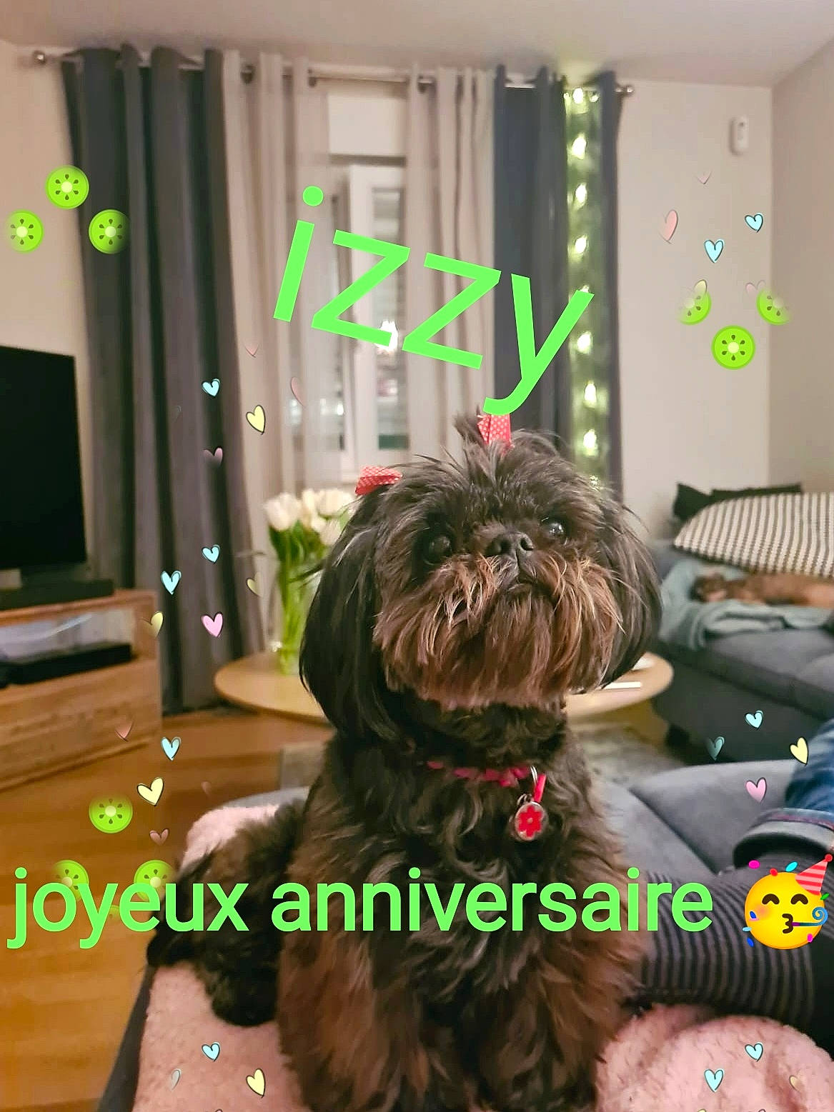 Izzy participe au concours pour gagner de l'argent avec cette photo : canidae, carnivore, companion_dog, couch, dog, dog_breed, dog_collar, dog_supply, event, flooring, fur, green, hardwood, liver, shih_tzu, small_terrier, sporting_group, television, toy_dog, working_animal