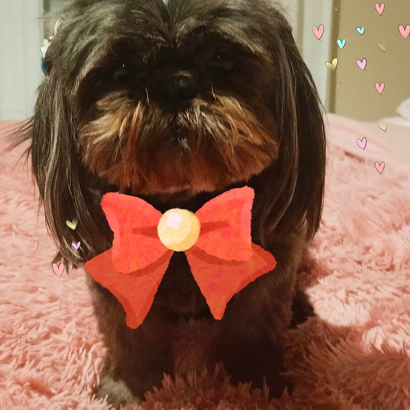Izzy a rejoint le concours — aidez-le/la à gagner de superbes lots ! accessories, affenpinscher, animal, canine, collar, dog, envelope, formalwear, greetingcard, hound, jewelry, mail, necklace, paper, pet, poodle, puppy, terrier, tie, whitedog