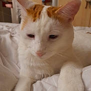 Pirate participe au concours pour gagner de l'argent avec cette photo : cat, white_cat, orange_spots, pet, indoor, bed, blanket, sleepy, fur, whiskers, animal, cute, relaxed, domestic_cat, paw, closeup, soft_lighting, cozy, resting, home