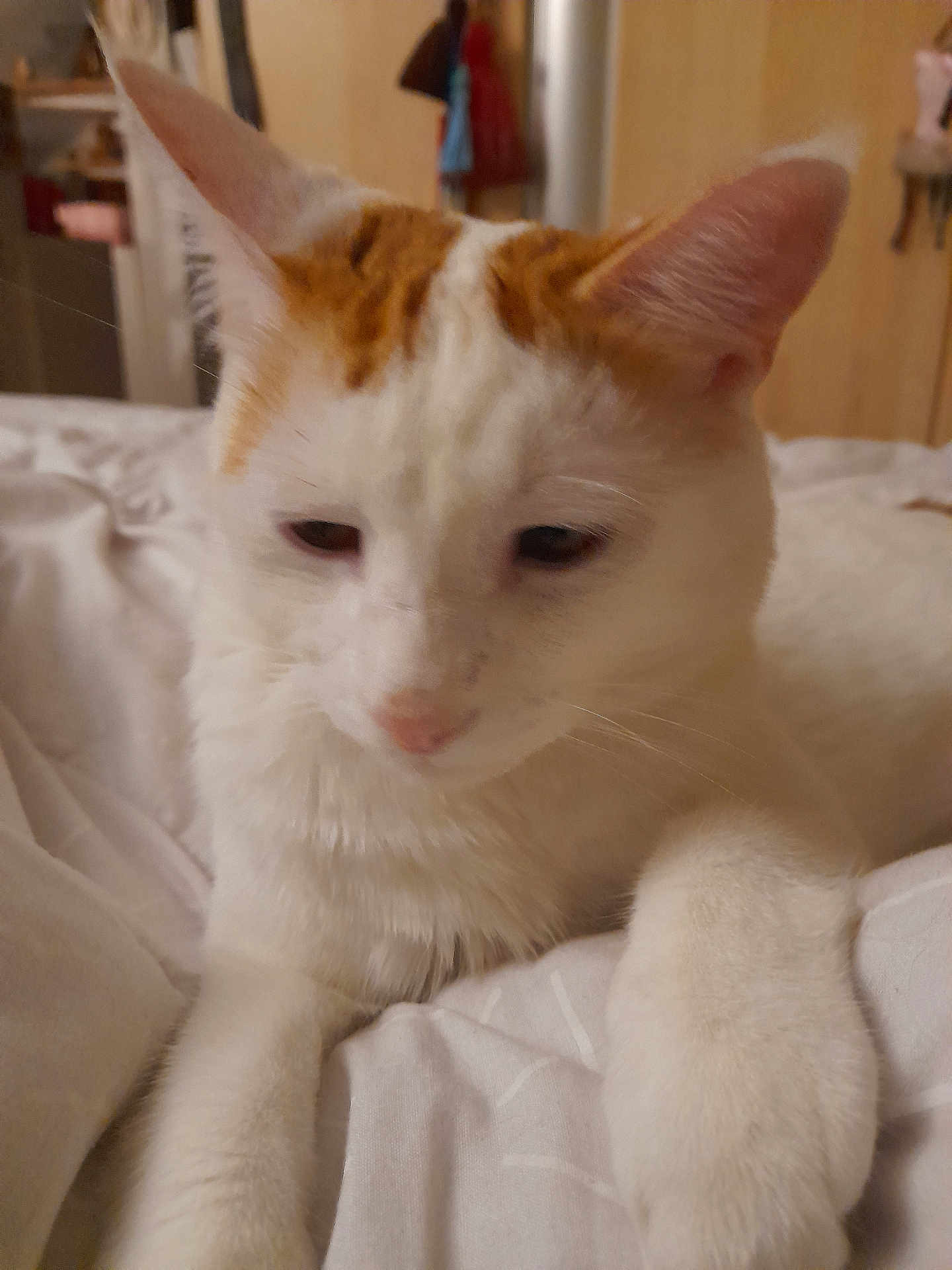 Pirate participe au concours pour gagner de l'argent avec cette photo : cat, white_cat, orange_spots, pet, indoor, bed, blanket, sleepy, fur, whiskers, animal, cute, relaxed, domestic_cat, paw, closeup, soft_lighting, cozy, resting, home