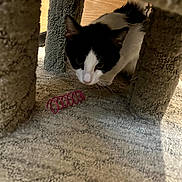 Harley joined the competition — help win amazing prizes! animal, black_and_white_cat, carpet, carpeted_cat_tree, cat, close_up, crouching, curious, cute, domestic, feline, home, indoor, pet, playful, shadow, spring_toy, texture, toy, wood_floor