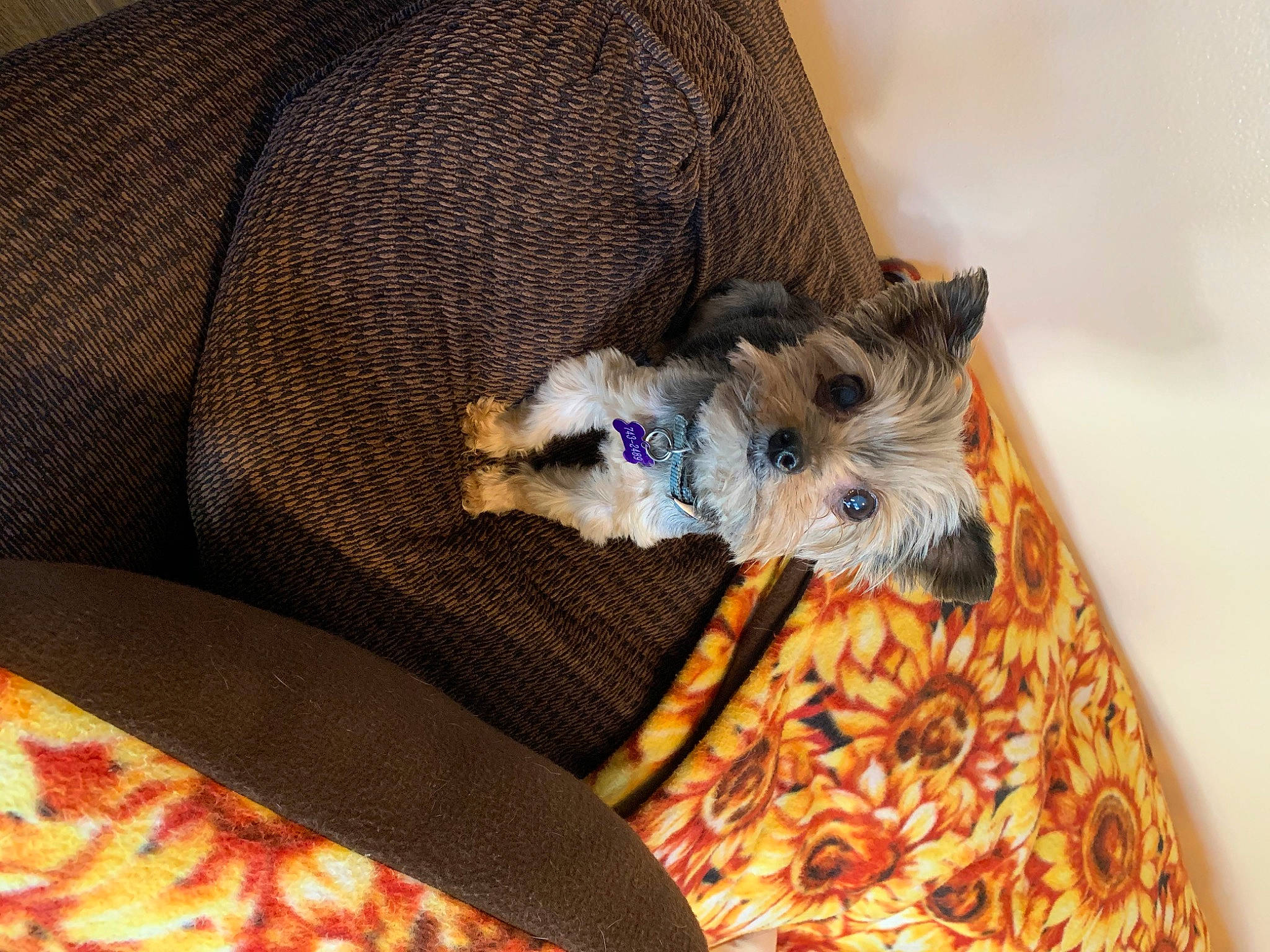 Tootise is registered to the contest to win money with this photo: camera, canidae, carnivore, comfort, companion_dog, couch, dog, dog_breed, dog_clothes, dog_supply, felidae, fur, paw, small_terrier, small_to_medium_sized_cats, snout, sporting_group, terrier, toy_dog, whiskers