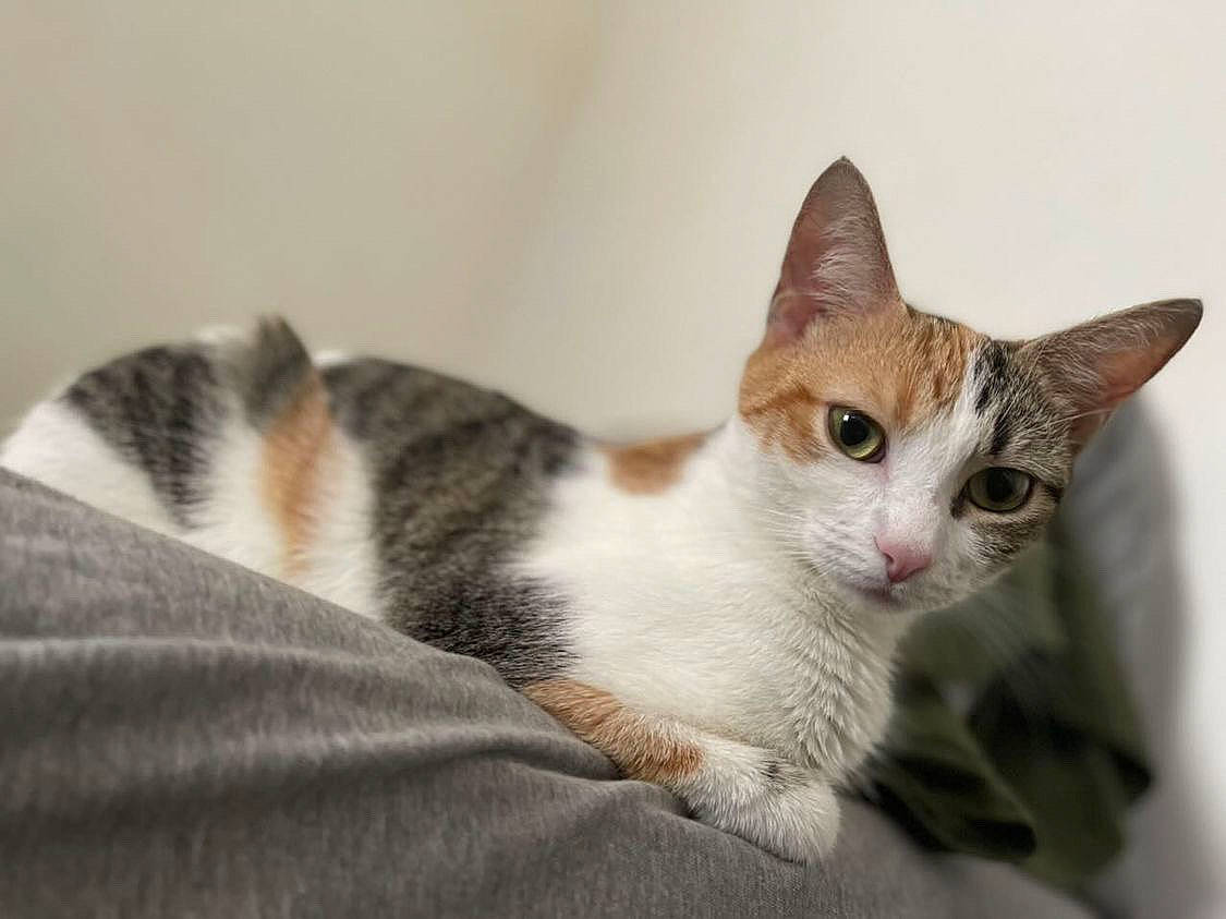 Cruella joined the competition — help win amazing prizes! carnivore, cat, comfort, domestic_short_haired_cat, eye, fawn, felidae, fur, head, paw, small_to_medium_sized_cats, snout, tail, terrestrial_animal, whiskers, wildlife, window, wood