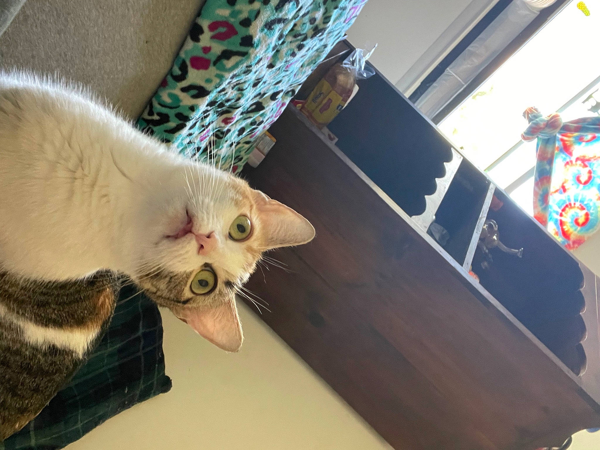 Cruella is registered to the contest to win money with this photo: carnivore, cat, claw, comfort, domestic_short_haired_cat, fang, fawn, felidae, foot, fur, hardwood, paw, small_to_medium_sized_cats, tail, whiskers, wood