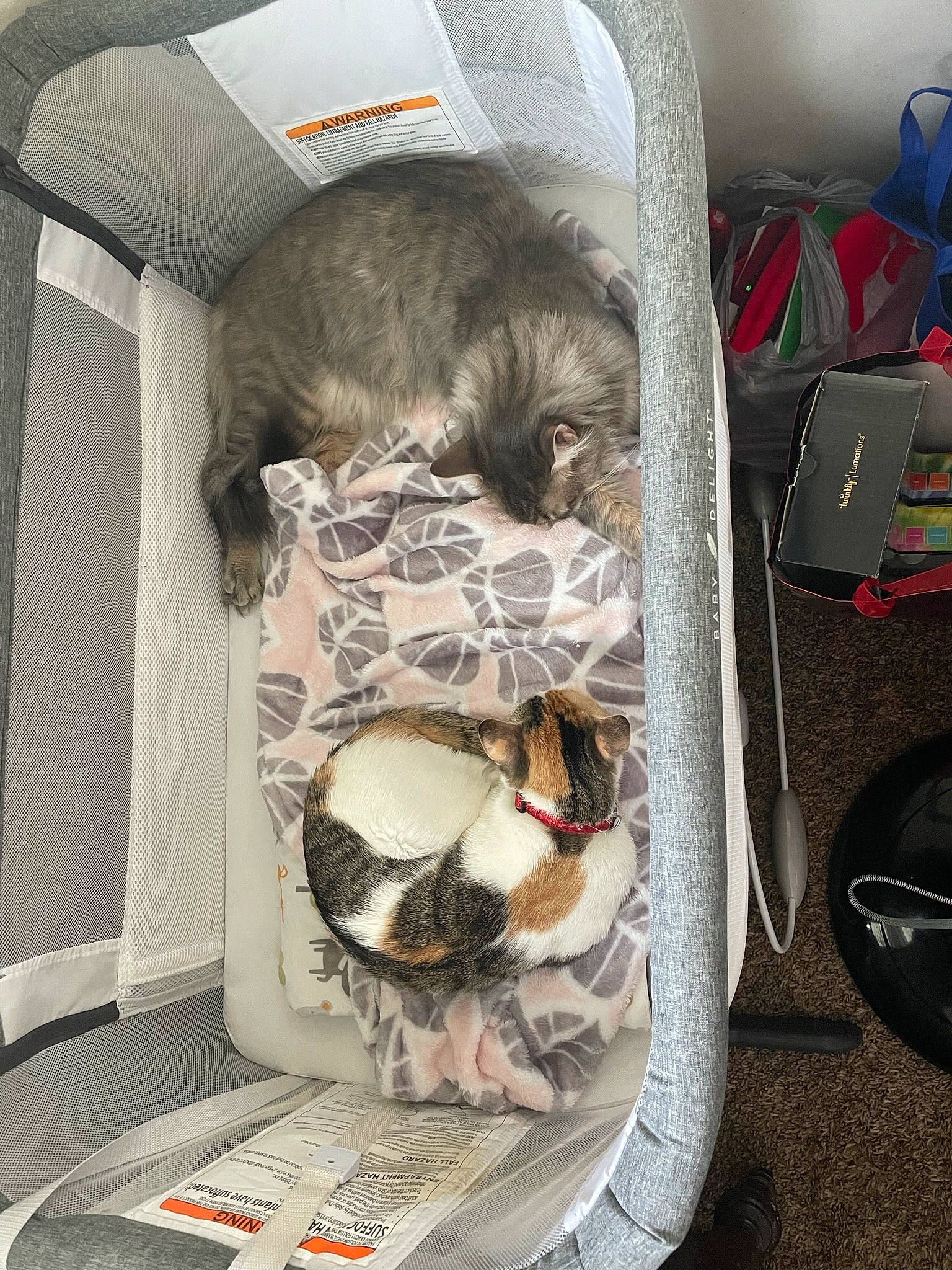 Cruella is registered to the contest to win money with this photo: animal_shelter, bag, canidae, carnivore, cat, cat_supply, comfort, companion_dog, domestic_short_haired_cat, felidae, fur, grey, luggage_and_bags, pet_supply, room, small_to_medium_sized_cats, sporting_group, tail, textile, whiskers
