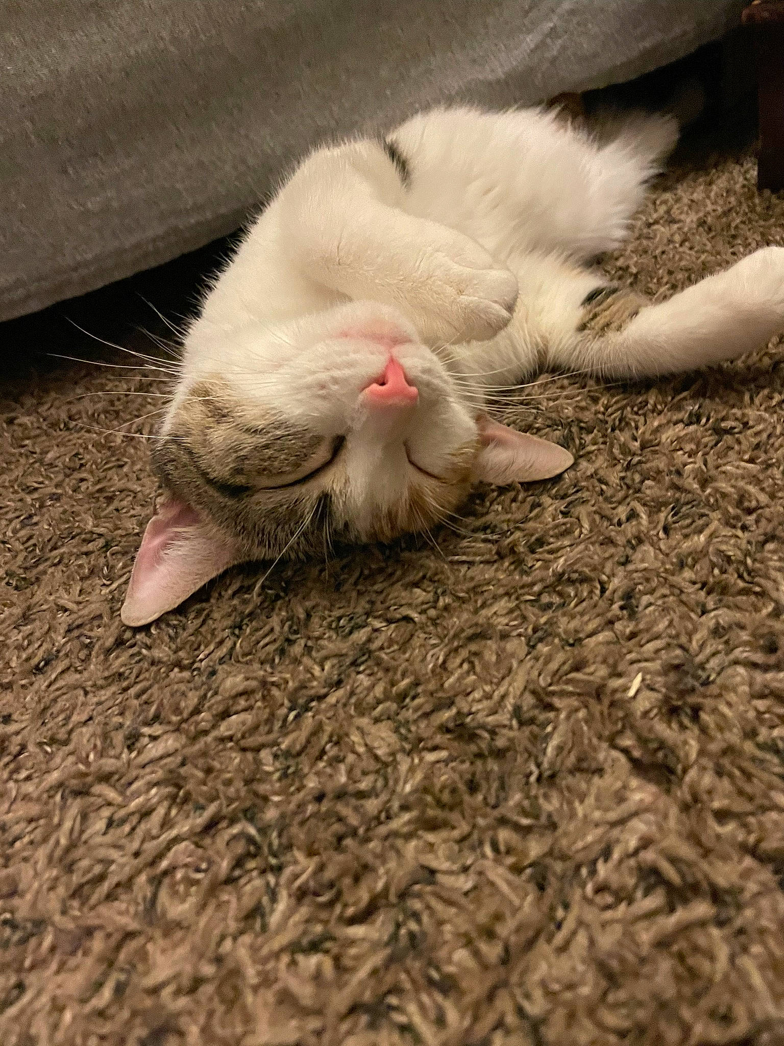 Cruella is registered to the contest to win money with this photo: carnivore, cat, cloud, comfort, domestic_short_haired_cat, fawn, felidae, flooring, foot, fur, grass, human_leg, paw, small_to_medium_sized_cats, snout, soil, tail, terrestrial_animal, whiskers, wood