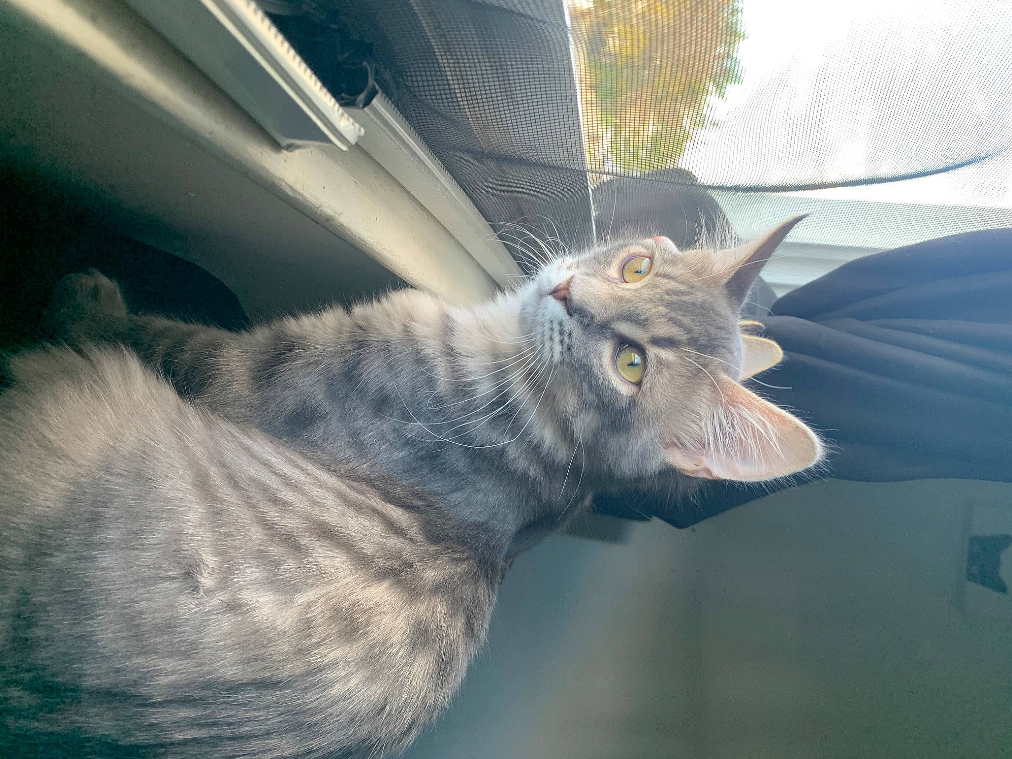 Silvester is registered to the contest to win money with this photo: carnivore, cat, claw, domestic_short_haired_cat, felidae, fur, gesture, mammal, nap, paw, plant, small_to_medium_sized_cats, snout, tail, terrestrial_animal, tree, whiskers, wildlife, window