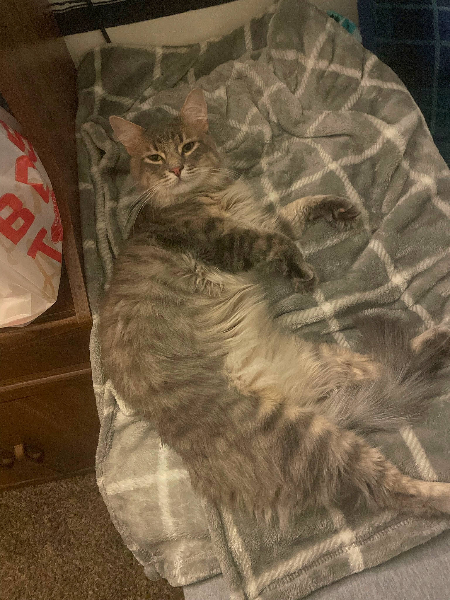 Silvester joined the competition — help win amazing prizes! bag, baggage, carnivore, cat, cat_bed, comfort, domestic_short_haired_cat, fawn, felidae, fur, grey, linens, luggage_and_bags, pattern, paw, room, small_to_medium_sized_cats, t_shirt, tail, whiskers