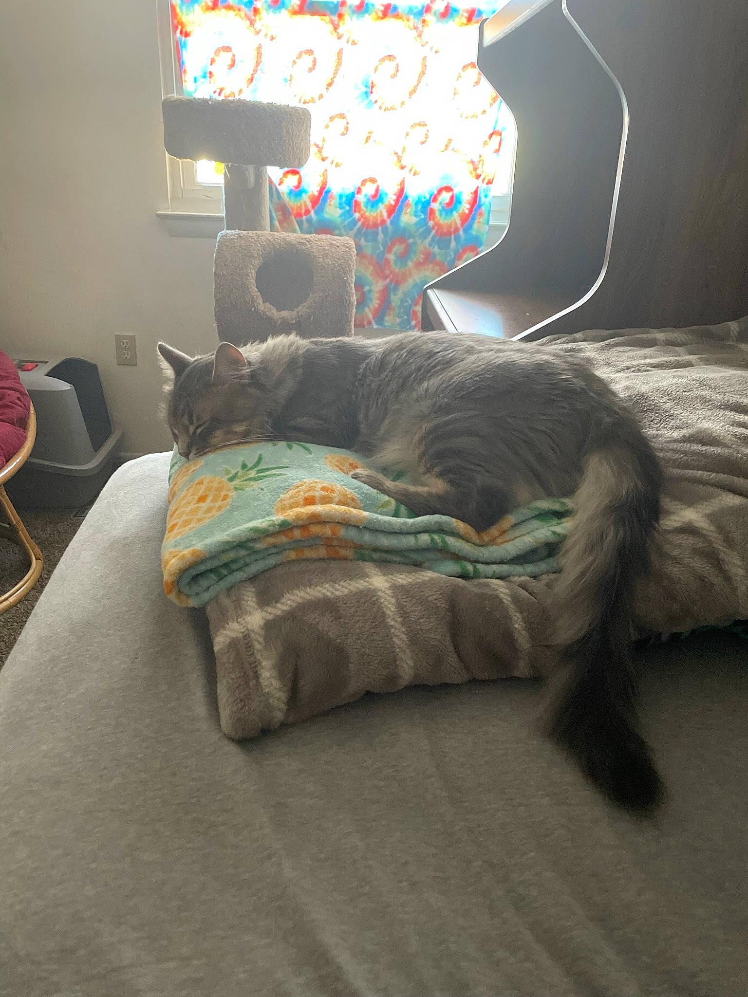 Silvester is registered to the contest to win money with this photo: bed, carnivore, cat, comfort, couch, felidae, floor, flooring, grey, hardwood, interior_design, linens, living_room, pillow, small_to_medium_sized_cats, tail, textile, tints_and_shades, whiskers, wood