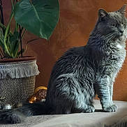 Pearl a rejoint le concours — aidez-le/la à gagner de superbes lots ! cat, feline, gray_cat, long_hair_cat, whiskers, tail, sitting, indoor, houseplant, plant_pot, tassel, tabletop, orange_wall, fur, portrait, domestic_cat, decorative_items, home_decor, cozy, pet