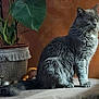 cat, feline, gray_cat, long_hair_cat, whiskers, tail, sitting, indoor, houseplant, plant_pot, tassel, tabletop, orange_wall, fur, portrait, domestic_cat, decorative_items, home_decor, cozy, pet