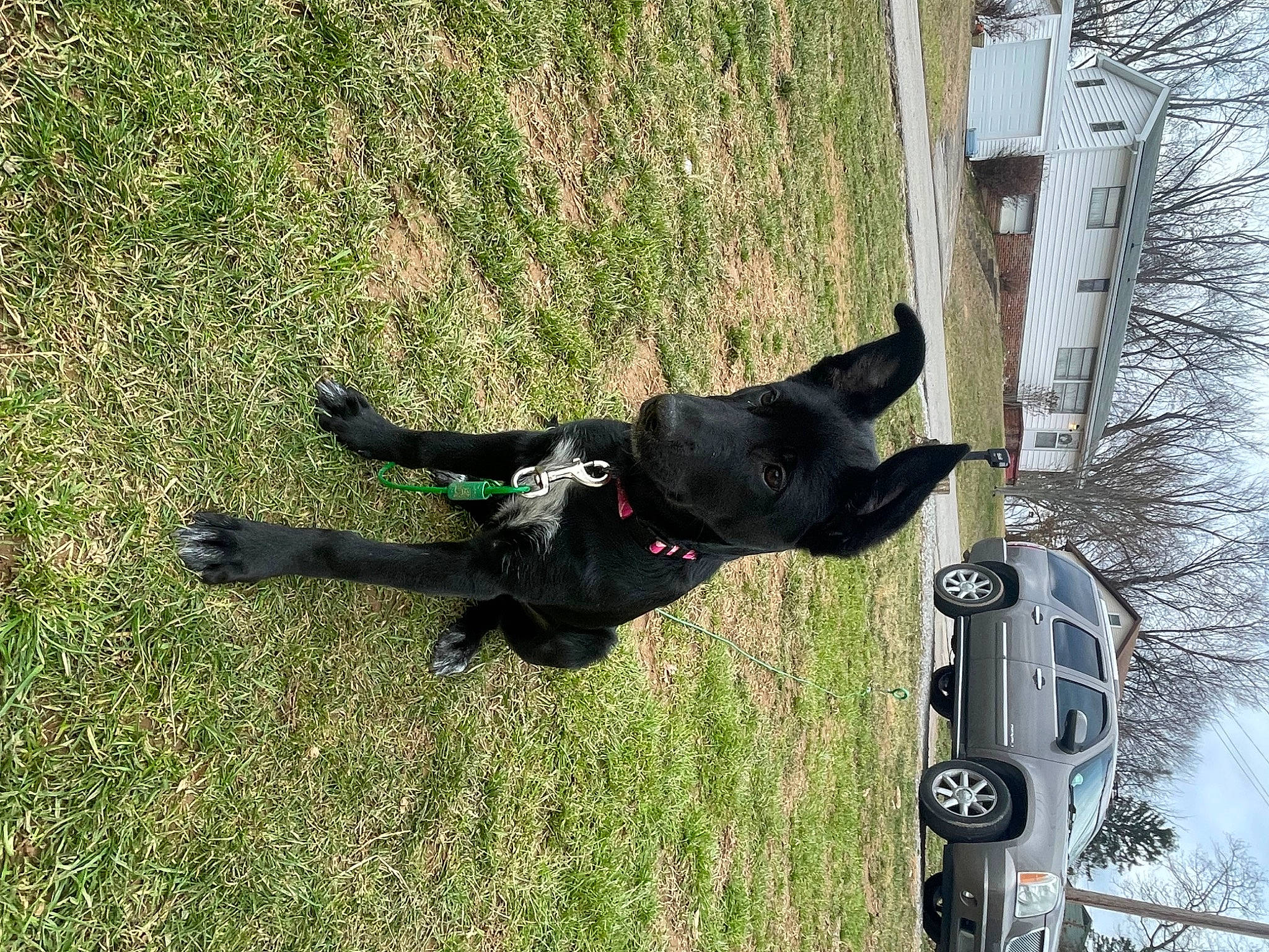 Gabby is registered to the contest to win money with this photo: automotive_exterior, car, carnivore, dog, dog_breed, family_car, fender, grass, plant, shadow, sky, sporting_group, tail, tire, tree, vehicle, vehicle_door, wheel, window, working_animal
