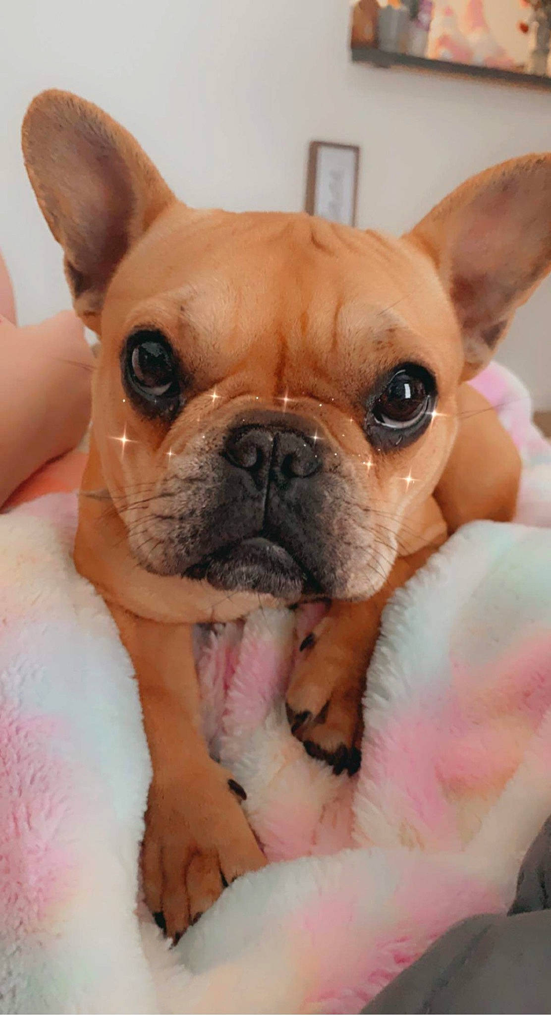 Nila is registered to the contest to win money with this photo: bulldog, canidae, carnivore, close_up, comfort, companion_dog, dog, dog_breed, ear, fawn, french_bulldog, happy, nose, snout, sporting_group, terrestrial_animal, toy_dog, whiskers, working_animal, wrinkle