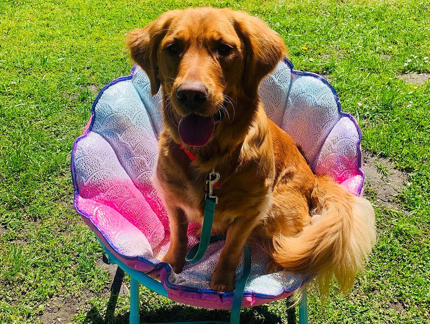 Lemon is registered to the contest to win money with this photo: canidae, carnivore, collar, companion_dog, dog, dog_breed, dog_collar, dog_supply, fawn, grass, gun_dog, happy, hunting_dog, leash, liver, pet_supply, snout, sporting_group, working_animal, working_dog