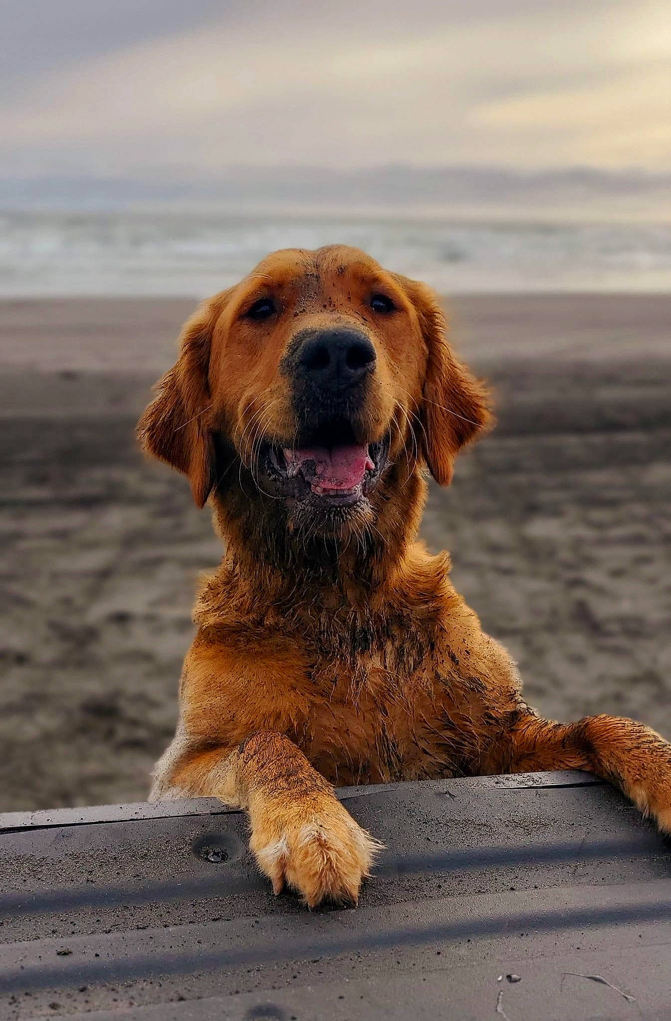 Lemon joined the competition — help win amazing prizes! beach, canidae, carnivore, cloud, companion_dog, dog, dog_breed, fawn, fur, gun_dog, liver, ocean, retriever, sky, snout, sporting_group, water, whiskers, wildlife, wood