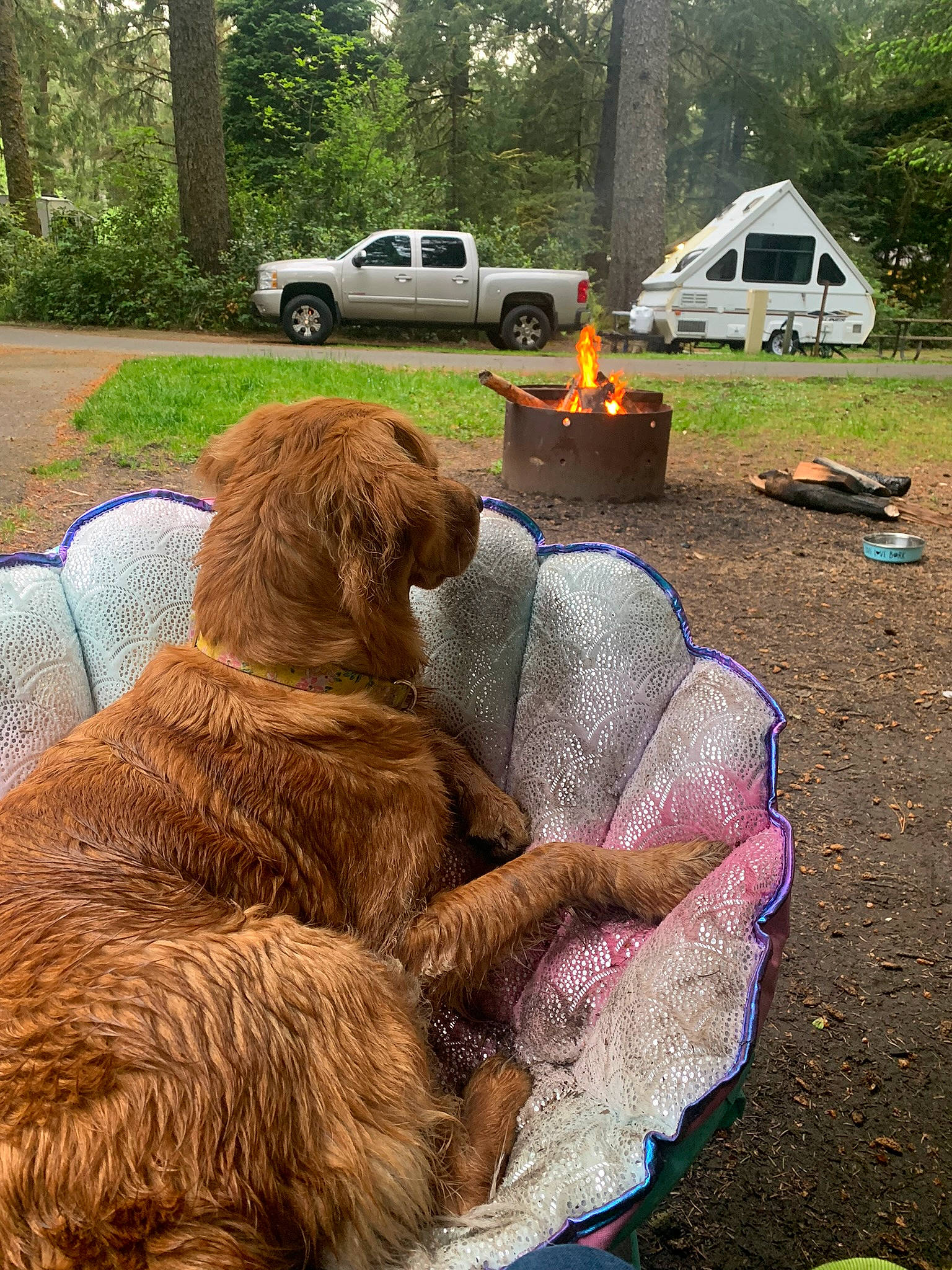Lemon joined the competition — help win amazing prizes! automotive_tire, camping, car, carnivore, chair, companion_dog, dog, dog_breed, fawn, grass, liver, plant, sporting_group, tent, tire, tree, vehicle, wheel, wood, working_animal