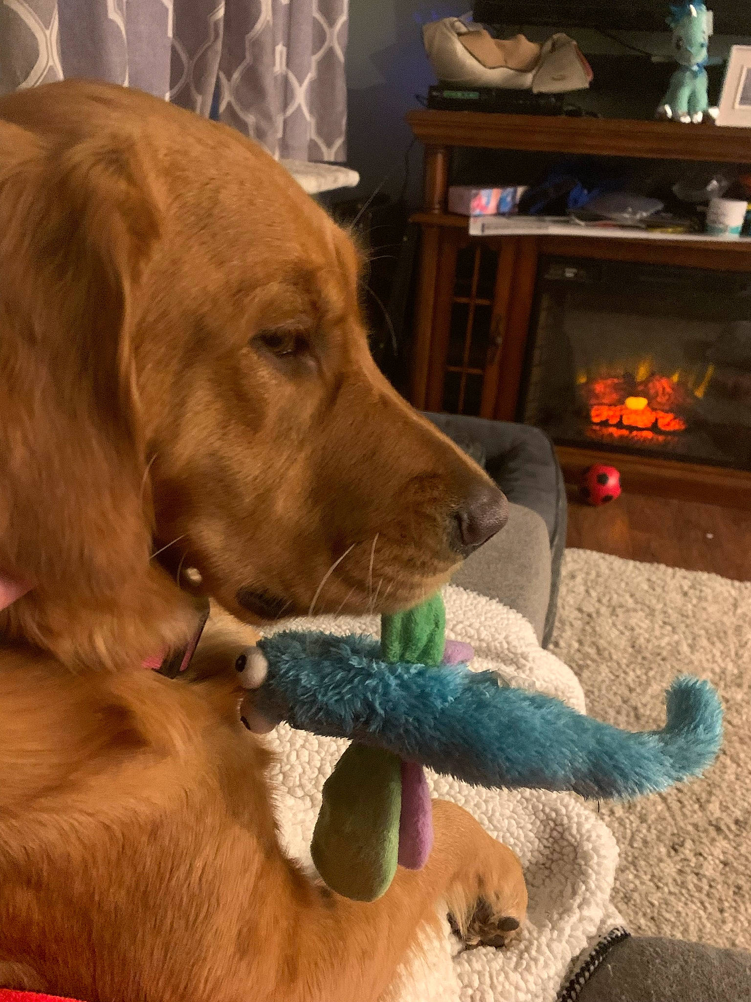 Lemon is registered to the contest to win money with this photo: canidae, carnivore, collar, companion_dog, dog, dog_breed, dog_collar, fawn, fireplace, flooring, fur, gas, liver, paw, selfie, snout, sporting_group, whiskers, wood, working_animal