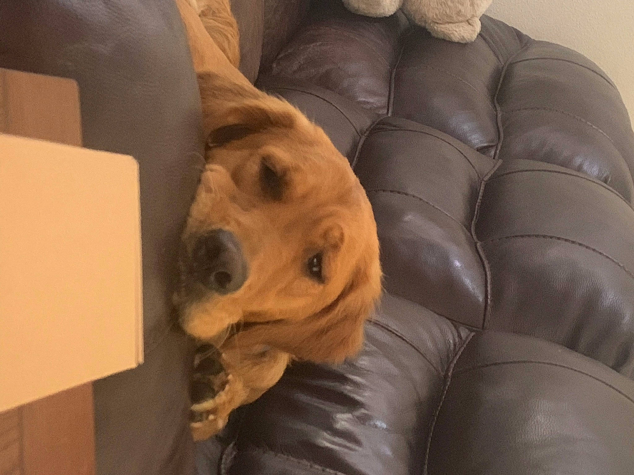 Lemon is registered to the contest to win money with this photo: bean_bag, box, canidae, carnivore, comfort, companion_dog, couch, dog, dog_breed, fawn, fur, guard_dog, non_sporting_group, recliner, shipping_box, sporting_group, terrestrial_animal, whiskers, working_animal, wrinkle