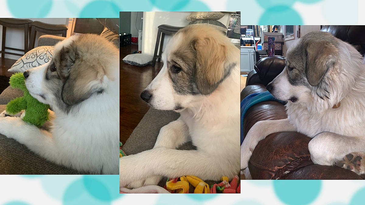 Sweet Tea joined the competition — help win amazing prizes! ancient_dog_breeds, art, carnivore, collar, companion_dog, dog, dog_breed, dog_collar, dog_supply, fawn, fur, giant_dog_breed, liver, paw, photo_caption, photograph, photography, snapshot, working_animal, working_dog