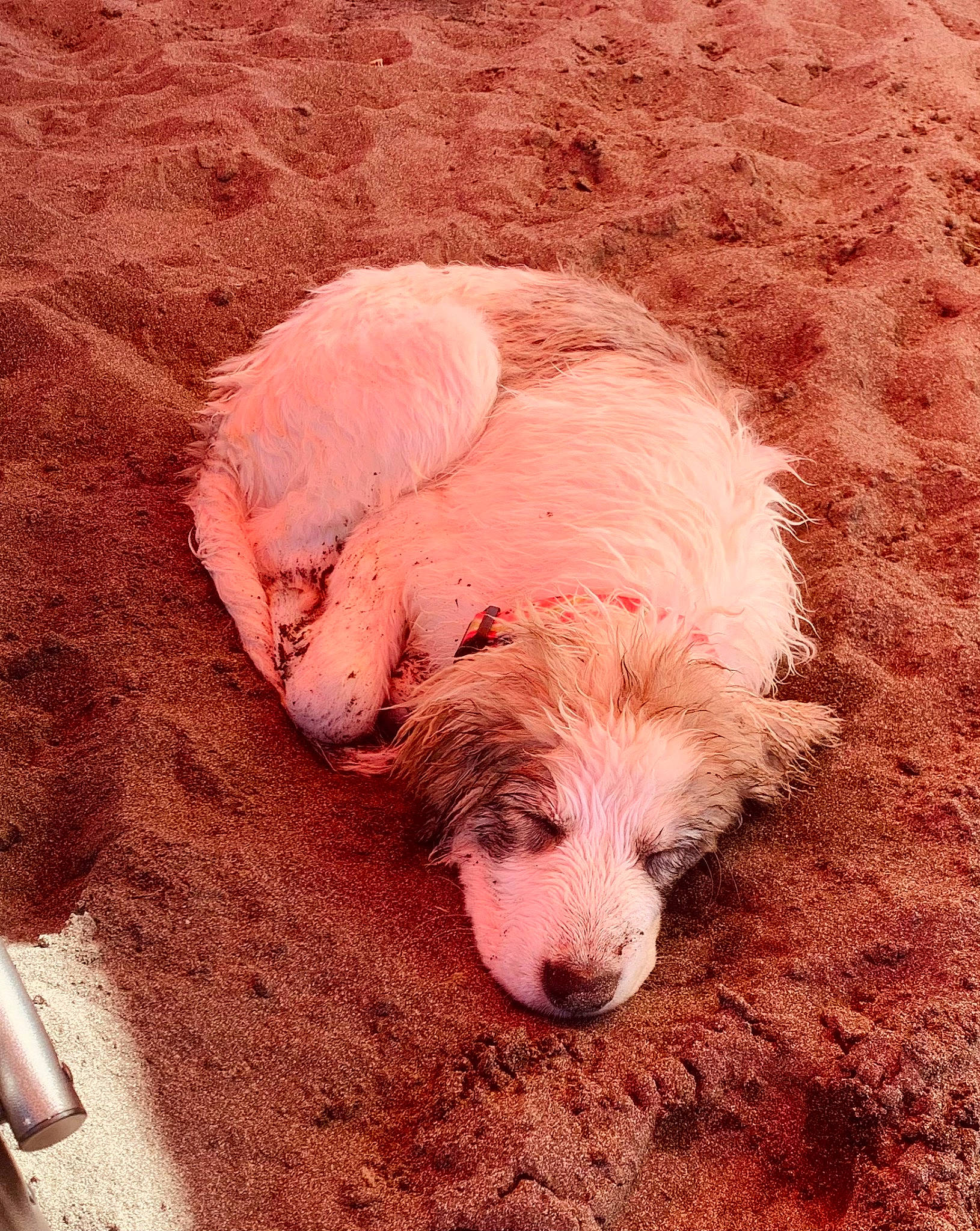 Sweet Tea joined the competition — help win amazing prizes! canidae, carnivore, comfort, companion_dog, dog, dog_breed, fawn, fur, grass, labradoodle, mammal, non_sporting_group, paw, pet_supply, soil, sporting_group, tail, terrestrial_animal, toy_dog, working_animal