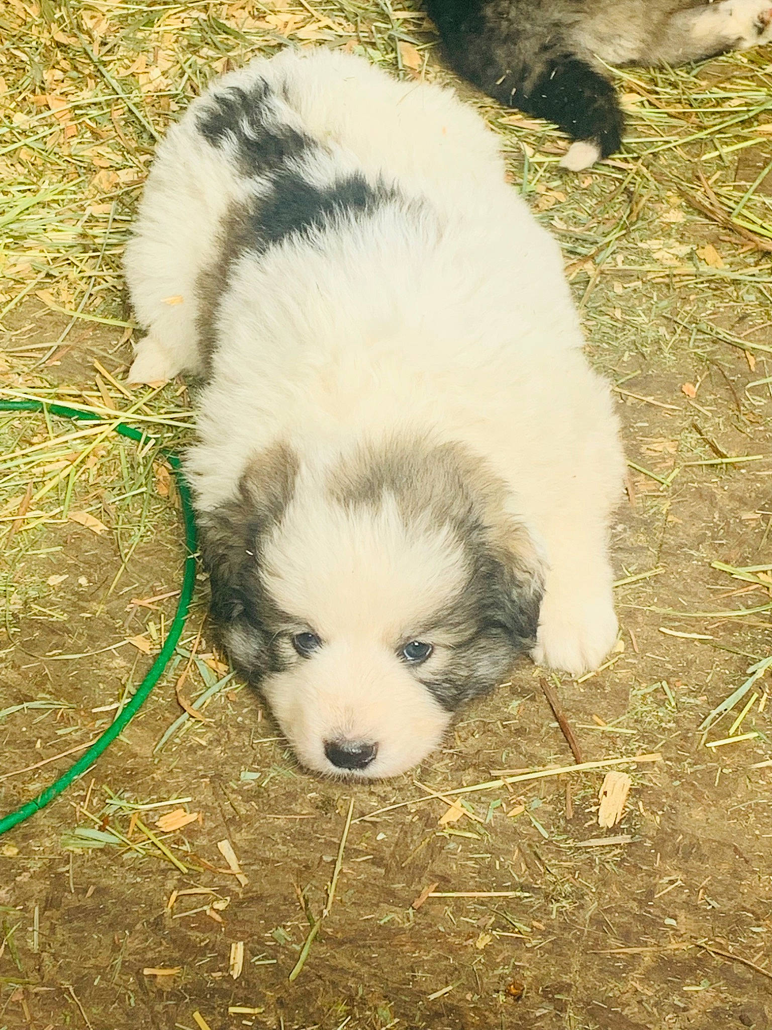 Sweet Tea is registered to the contest to win money with this photo: canidae, carnivore, companion_dog, dog, dog_breed, fur, grass, livestock_guardian_dog, mammal, non_sporting_group, polish_tatra_sheepdog, puppy, soil, sporting_group, terrestrial_animal