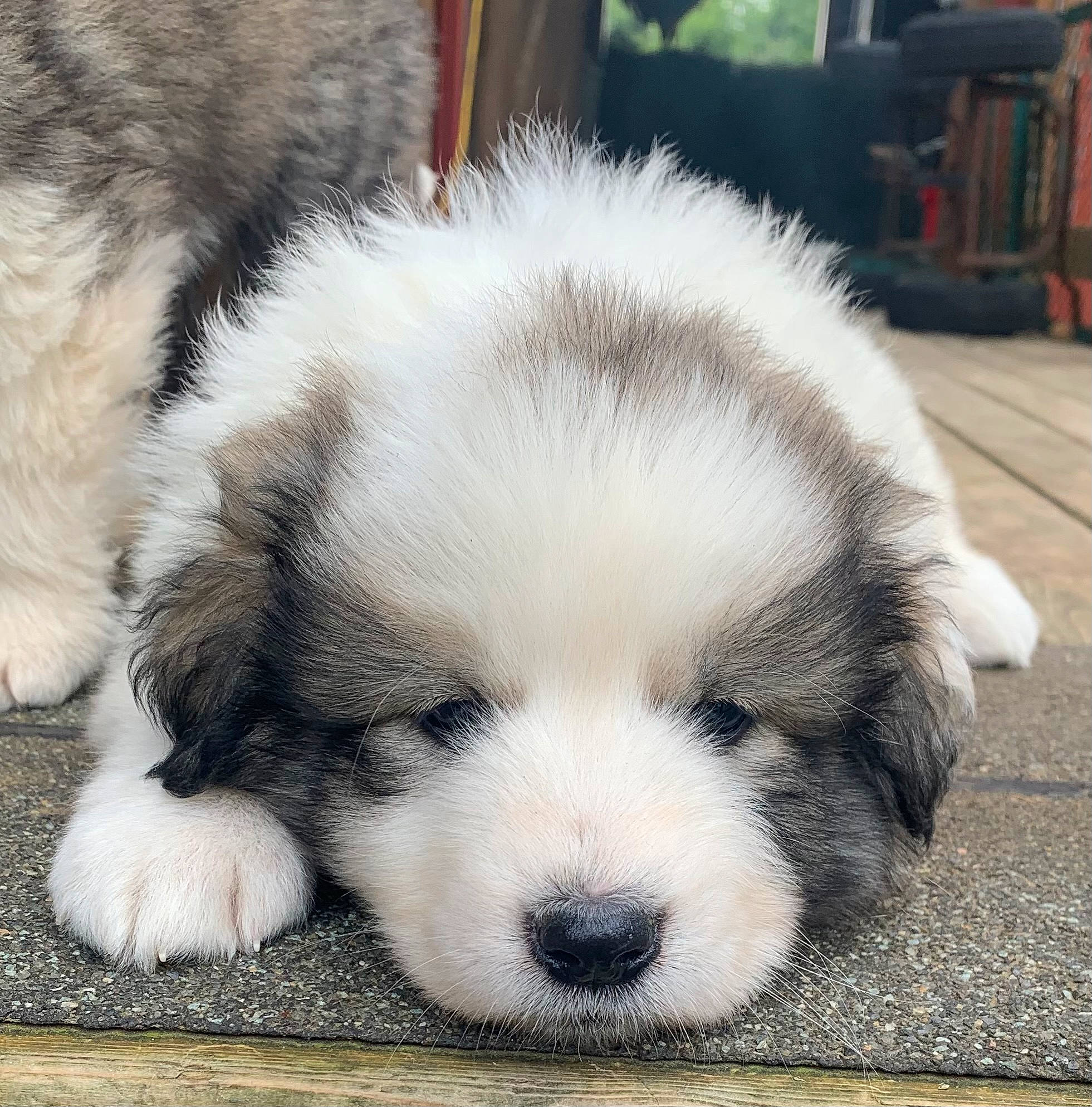 Sweet Tea joined the competition — help win amazing prizes! bored, canidae, carnivore, comfort, companion_dog, dog, dog_breed, fur, nap, non_sporting_group, puppy, puppy_love, sleep, snout, sporting_group, terrestrial_animal, toy_dog, whiskers, working_animal