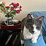 Chip is registered to the contest to win money with this photo: armchair, blue_fabric, books, cat, colorful, cozy, curious, domestic, feline, flower_bouquet, gray_cat, home_decor, indoor, mug, pet, plant, relaxed, table, white_cat, wooden_shelf