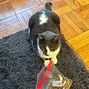 Chip is registered to the contest to win money with this photo: animal, cat, domestic_cat, ears, floor, food, fur, gray_cat, gray_rug, home, indoor, kibble, parquet_floor, paw, pet, plastic_bag, rug, sitting, whiskers, white_cat