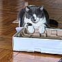 Chip is registered to the contest to win money with this photo: animal, box, cardboard_box, cat, cozy, cute, domestic_cat, floor, fur, gray_cat, home, indoor, paw, pet, quiet, relaxed, resting, sleeping, white_cat, wooden_floor