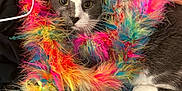 Chip is registered to the contest to win money with this photo: animal, cat, closeup, colorful, curious, cute, domestic_cat, face, feline, fluffy_boa, furniture, gray_cat, indoor, multicolored, pet, quilted_blanket, resting, soft_texture, whiskers, white_paws