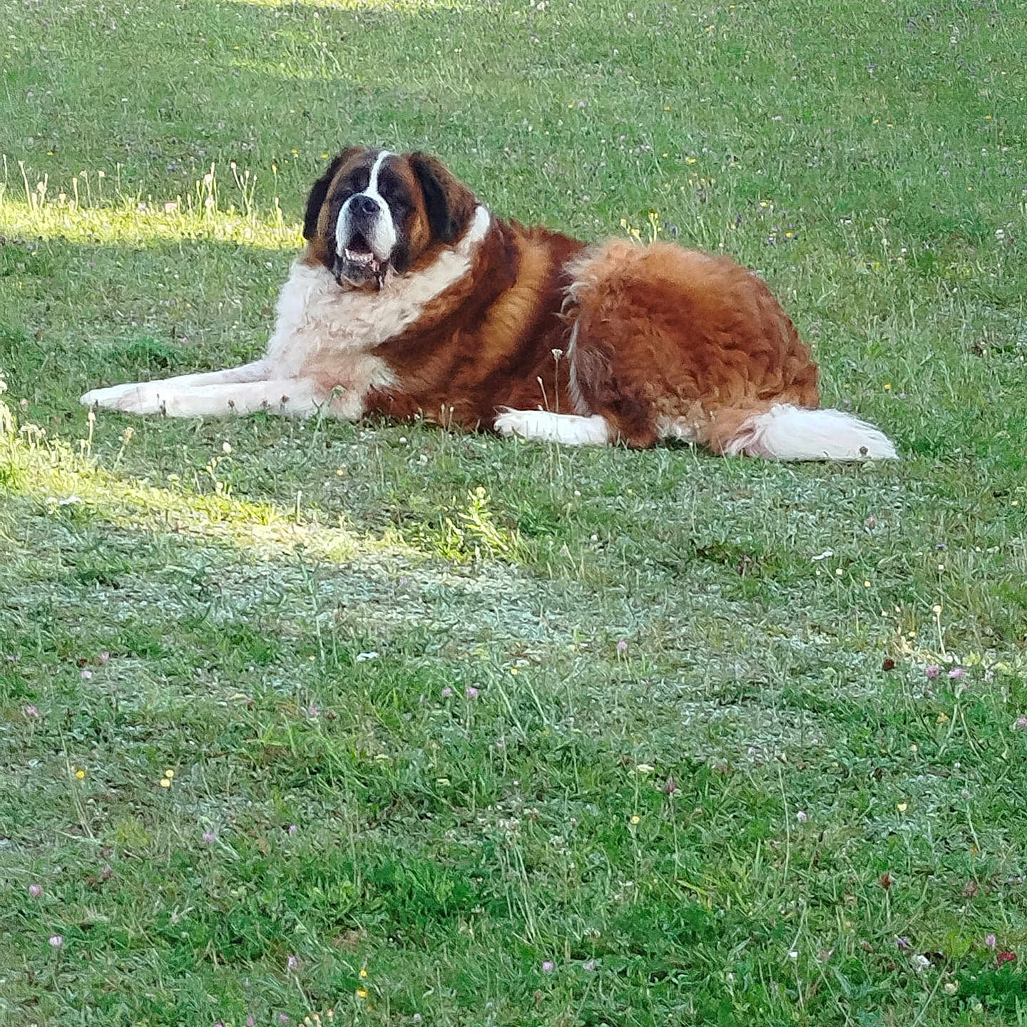 Betho participe au concours pour gagner de l'argent avec cette photo : animal, canine, daytime, dog, field, flower, fur, grass, green, lying_down, mammal, nature, outdoor, pet, relaxed, resting, saint_bernard, shadow, summer, sunlight