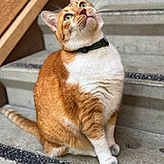 Mister joined the competition — help win amazing prizes! cat, orange_cat, white_fur, pet, stairs, concrete, green_eyes, collar, curious, sitting, outdoor, animal, feline, closeup, portrait, whiskers, paw, tail, fur_texture, daylight