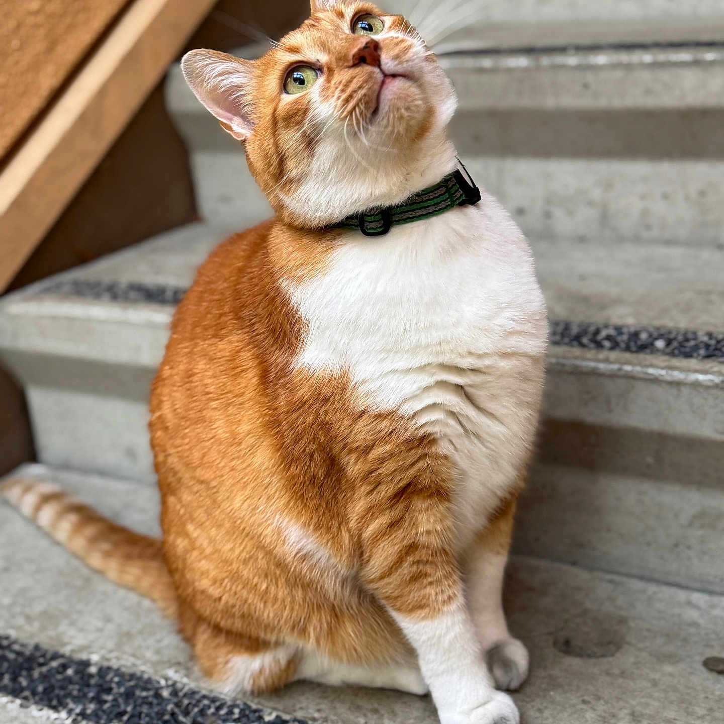 Mister joined the competition — help win amazing prizes! cat, orange_cat, white_fur, pet, stairs, concrete, green_eyes, collar, curious, sitting, outdoor, animal, feline, closeup, portrait, whiskers, paw, tail, fur_texture, daylight