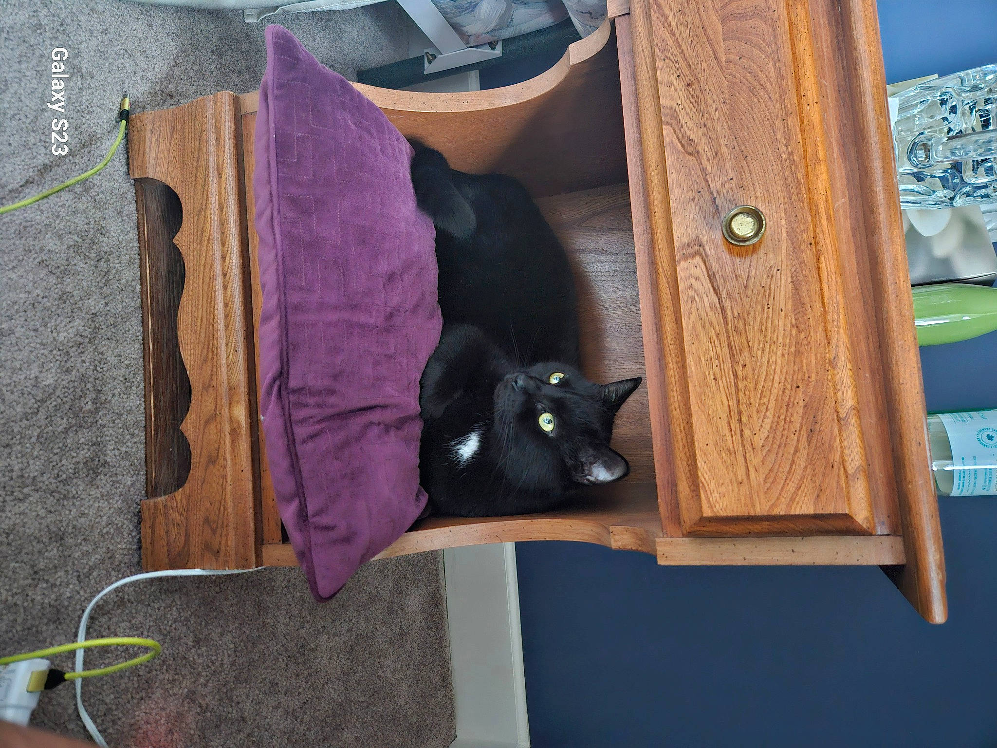 Bean is registered to the contest to win money with this photo: black_cat, bombay, carnivore, cat, cupboard, domestic_short_haired_cat, felidae, fur, hardwood, linens, magenta, pet_supply, plywood, purple, room, small_to_medium_sized_cats, tail, whiskers, wood, wood_stain