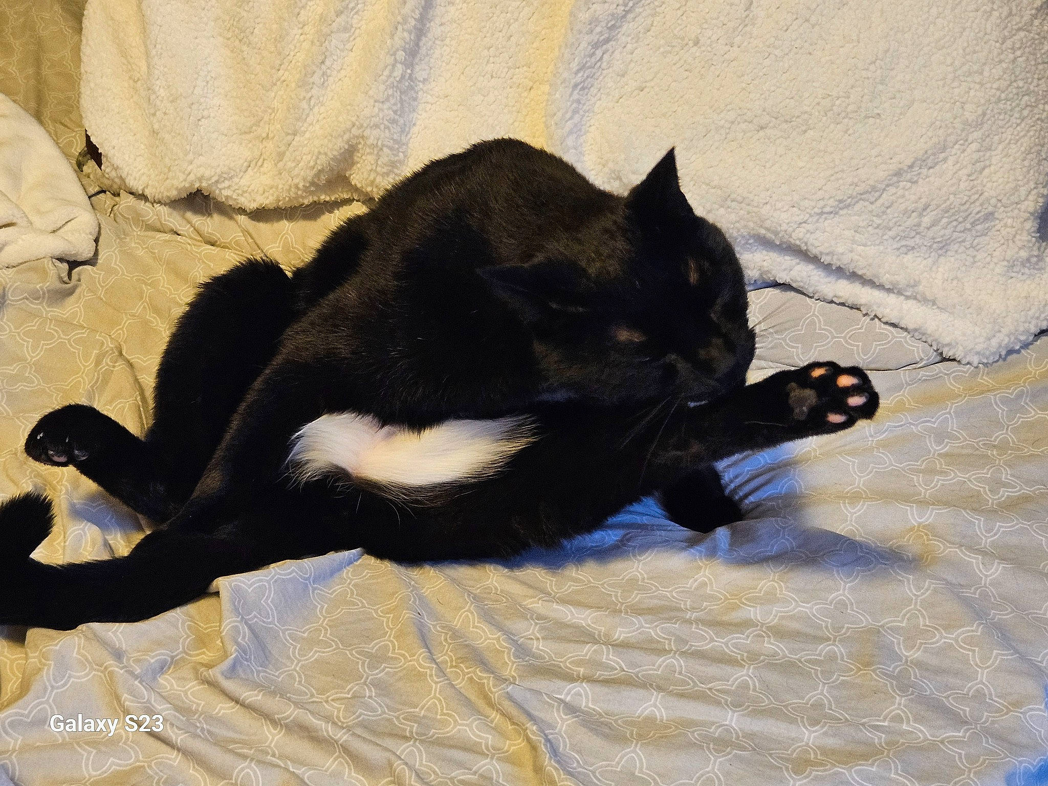 Bean joined the competition — help win amazing prizes! black_cat, bombay, canidae, carnivore, cat, claw, comfort, dog_breed, domestic_short_haired_cat, felidae, fur, linens, nap, paw, small_to_medium_sized_cats, tail, terrestrial_animal, tints_and_shades, whiskers