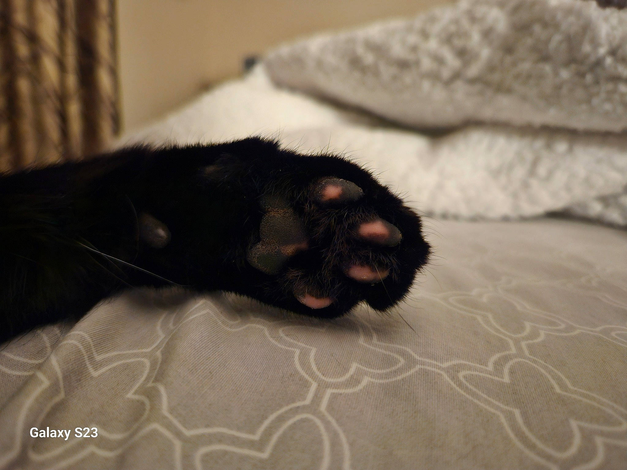 Bean joined the competition — help win amazing prizes! black_cat, carnivore, cat, claw, comfort, companion_dog, dog_breed, domestic_short_haired_cat, fawn, felidae, foot, grey, liver, paw, small_to_medium_sized_cats, snout, sporting_group, tail, terrestrial_animal, whiskers