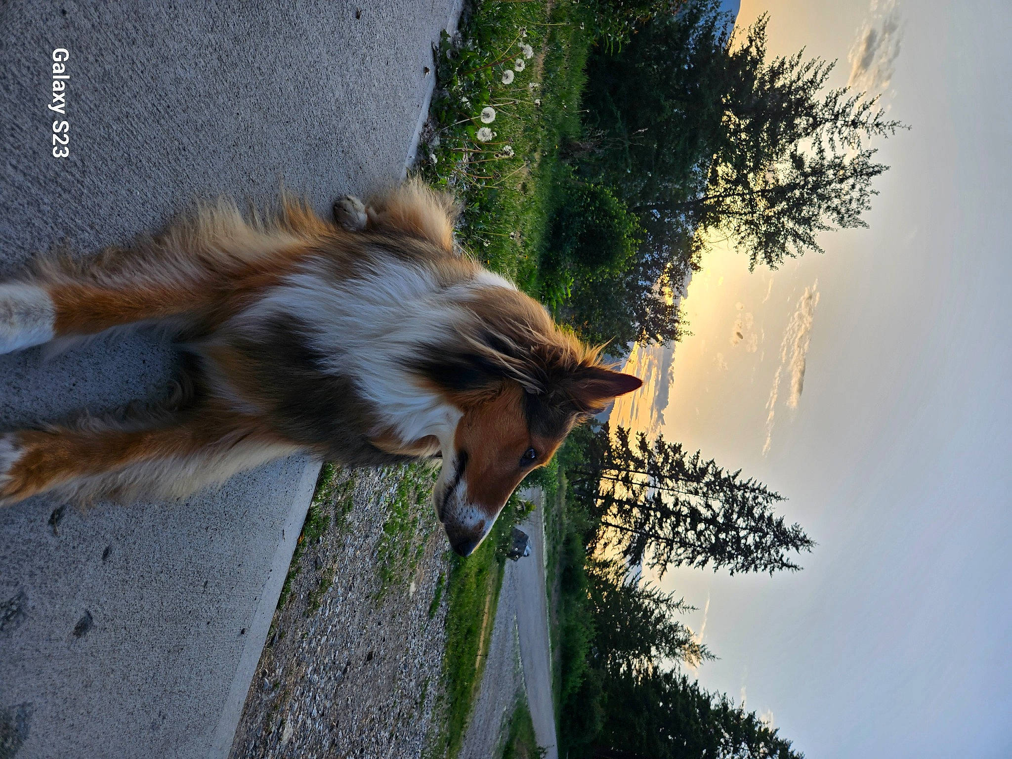 Saddie is registered to the contest to win money with this photo: carnivore, cloud, companion_dog, dog, dog_breed, fawn, fur, grass, plant, road_surface, shadow, sky, sporting_group, tail, terrestrial_animal, tints_and_shades, tree, twig, whiskers, wood