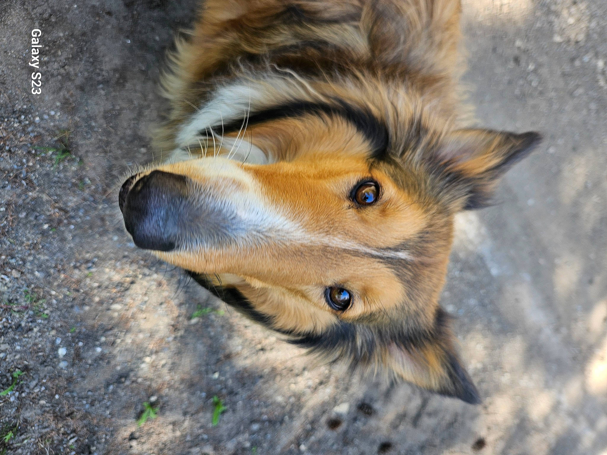 Saddie is registered to the contest to win money with this photo: canidae, canis, carnivore, dog, dog_breed, fawn, fur, snout, terrestrial_animal, whiskers, wildlife, working_dog