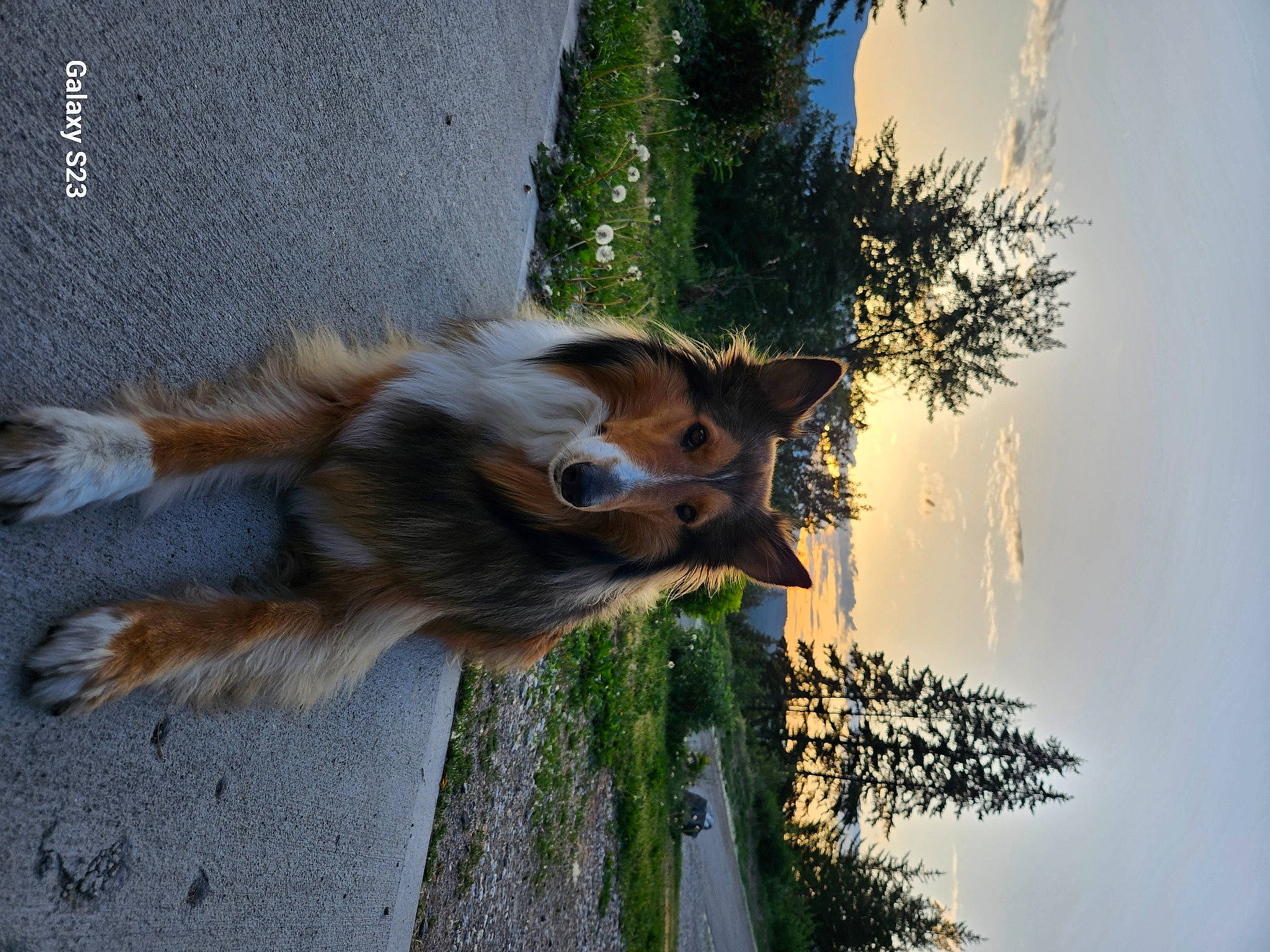 Saddie is registered to the contest to win money with this photo: art, canidae, carnivore, cloud, companion_dog, dog, dog_breed, fawn, fur, plant, sky, snout, sporting_group, tail, tree, twig, water, whiskers, wildlife, wood