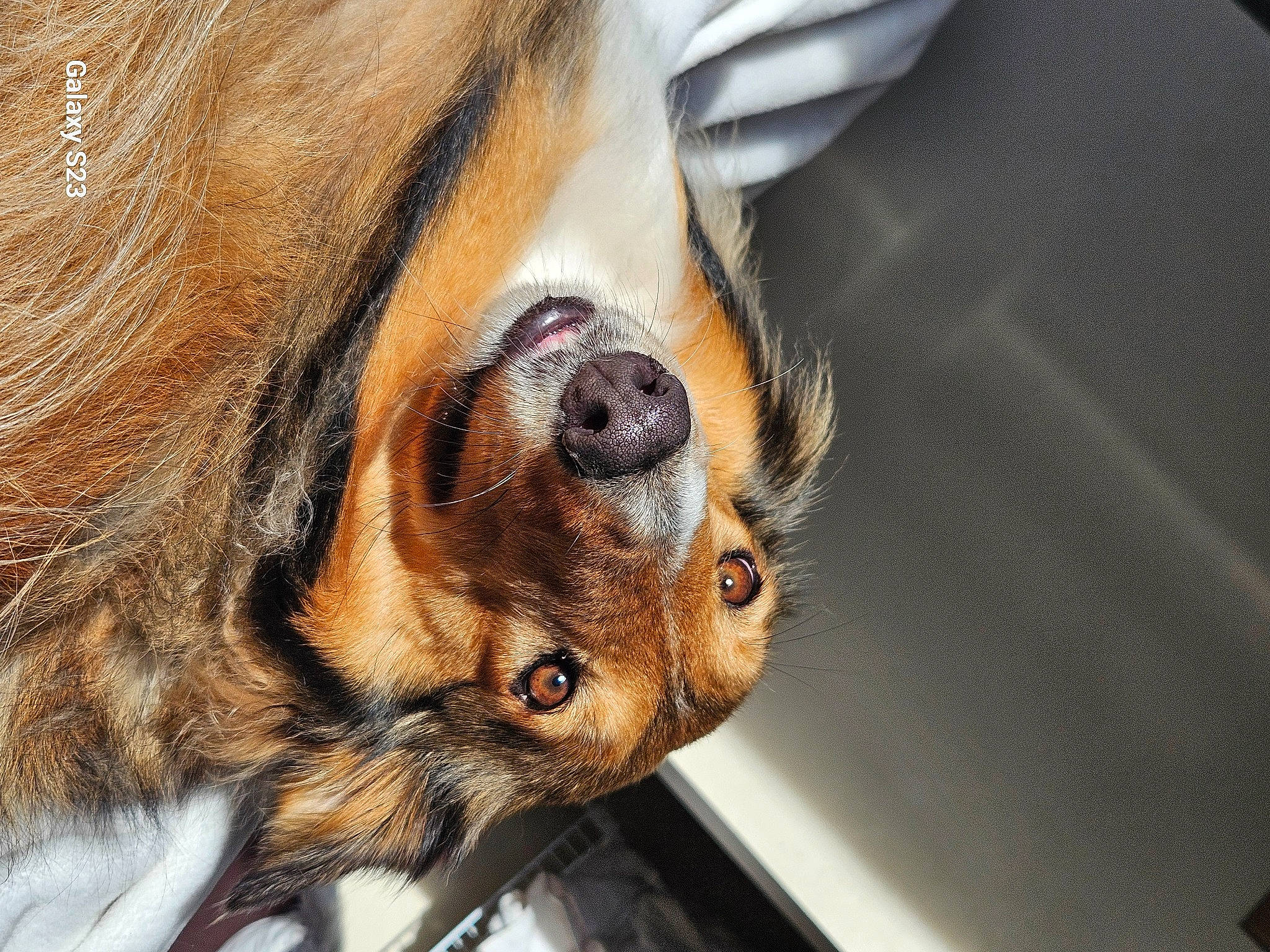 Saddie is registered to the contest to win money with this photo: canidae, carnivore, claw, companion_dog, dog, dog_breed, ear, fawn, fur, liver, metal, paw, puppy, snout, sporting_group, terrestrial_animal, whiskers, wildlife, wood, working_animal