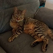 Aelig participe au concours pour gagner de l'argent avec cette photo : cat, tabby, feline, striped, pet, animal, couch, furniture, indoor, relaxed, resting, domestic, cozy, mammal, whiskers, paws, ears, tail, looking, laying_down