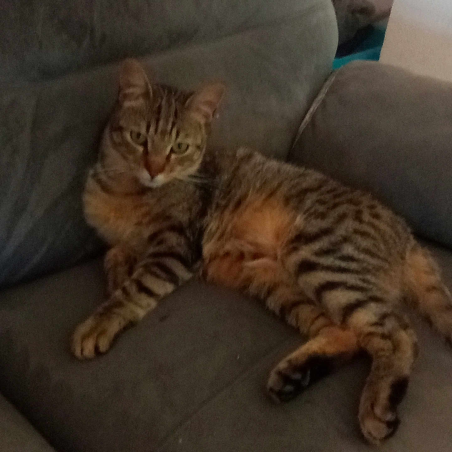 Aelig participe au concours pour gagner de l'argent avec cette photo : cat, tabby, feline, striped, pet, animal, couch, furniture, indoor, relaxed, resting, domestic, cozy, mammal, whiskers, paws, ears, tail, looking, laying_down