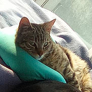 Aelig a rejoint le concours — aidez-le/la à gagner de superbes lots ! cat, tabby, pet, animal, indoor, blanket, pillow, resting, relaxed, fur, window, sunlight, cozy, comfort, mammal, whiskers, ears, sleepy, domestic, feline