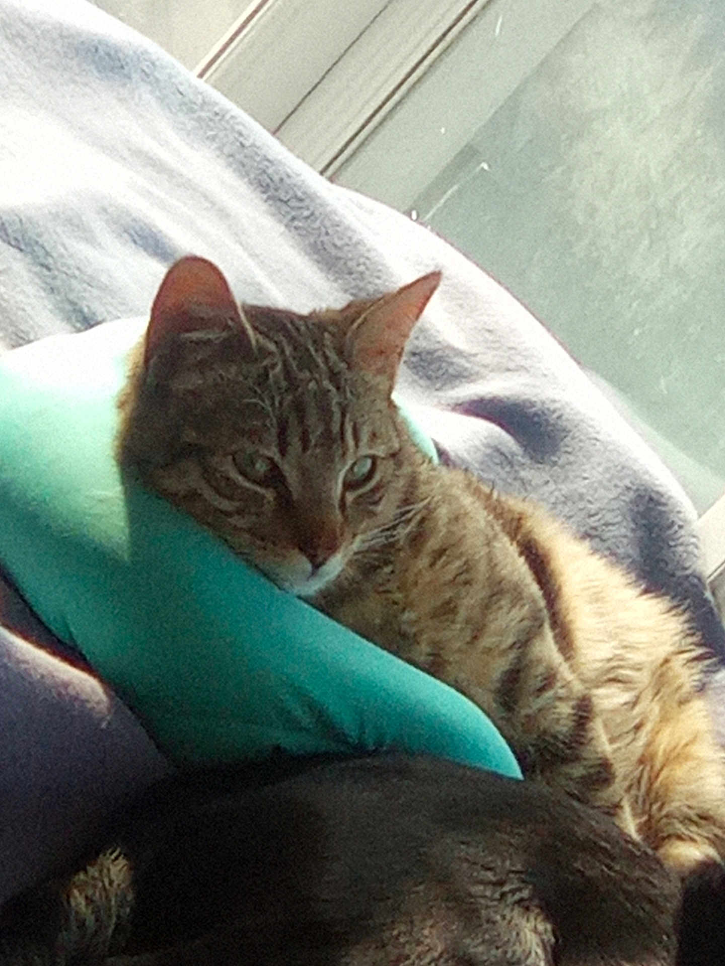 Aelig a rejoint le concours — aidez-le/la à gagner de superbes lots ! cat, tabby, pet, animal, indoor, blanket, pillow, resting, relaxed, fur, window, sunlight, cozy, comfort, mammal, whiskers, ears, sleepy, domestic, feline